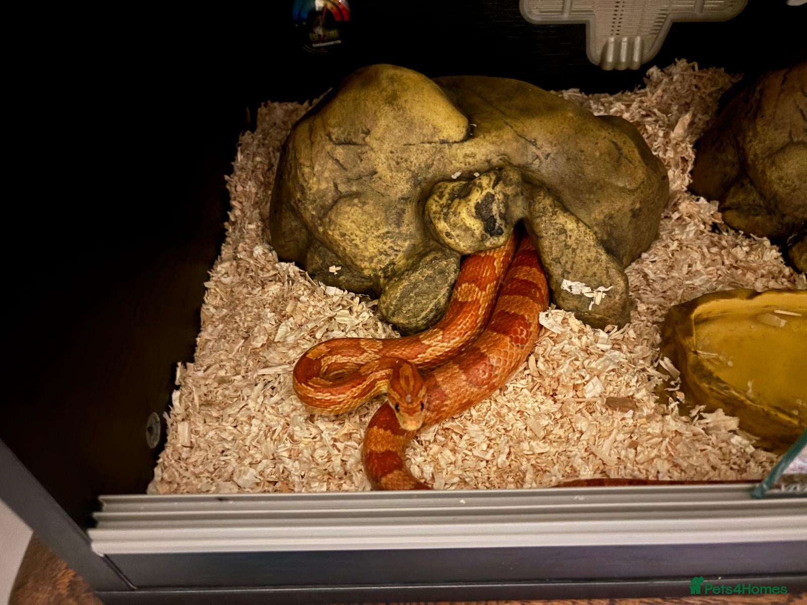 Corn Snake reptiles Friendly corn snake - Advert 11