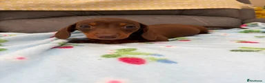 Miniature Dachshund 1