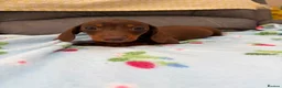 Miniature Dachshund dogs for sale: True miniature dachshund puppies  in Ingatestone - Advert 5