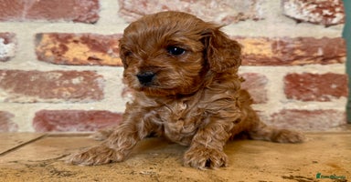 Cavapoo dogs - Advert 4