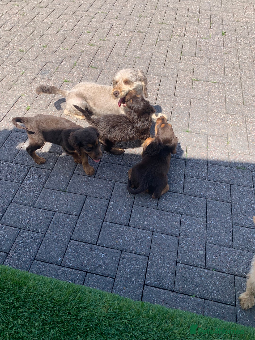 Cockapoo dogs for sale: ((Ready now))F1b cockerpoo puppies  - Image 4