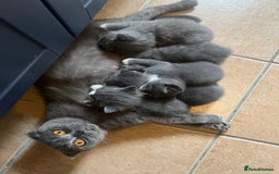 Scottish Fold cats for sale: Scottish fold cross kittens  - Image 14