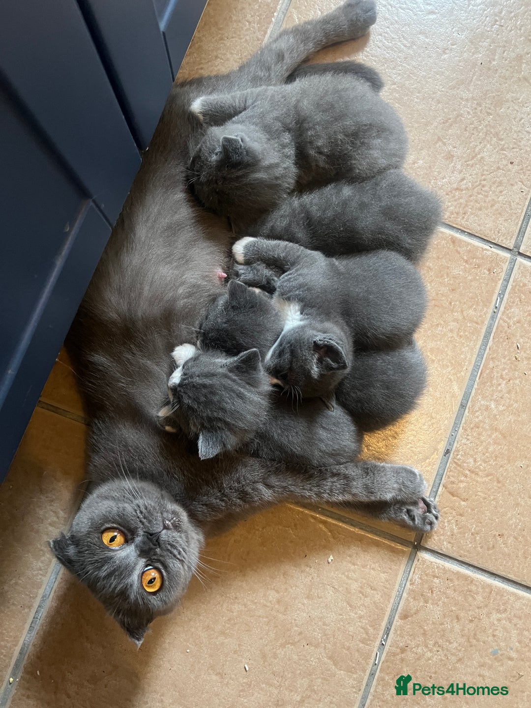 Scottish Fold cats for sale: Scottish fold cross kittens  - Image 14