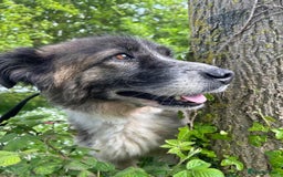 Mixed Breed dogs for adoption: Hilda - Norwich Norfolk  - Image 27