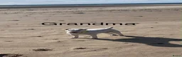 Lakeland Terrier dogs for sale: Lakeland terrier Puppys  - Advert 5