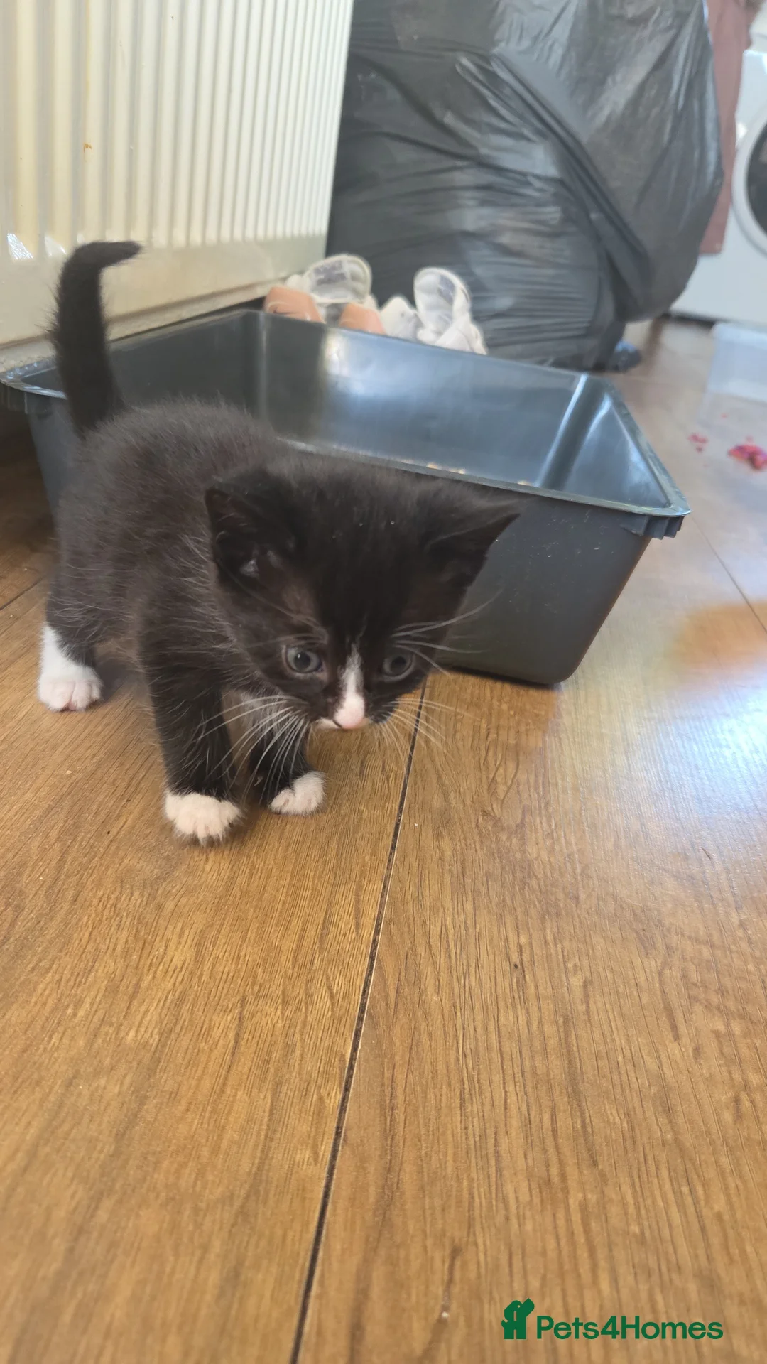 Mixed Breed cats for sale: Beautiful kittens for sale. Due to leave 19.6 - Advert 2