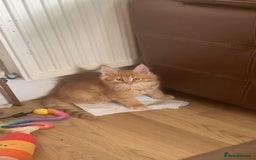 Maine Coon cats for sale: 2 pure mainecoon kittens ready now to leave  - Image 27