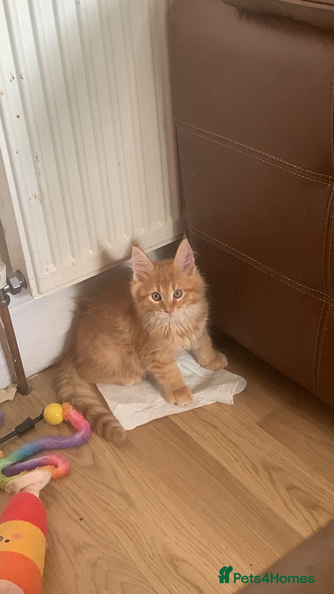Maine Coon cats for sale: 2 pure mainecoon kittens ready now to leave  - Image 27
