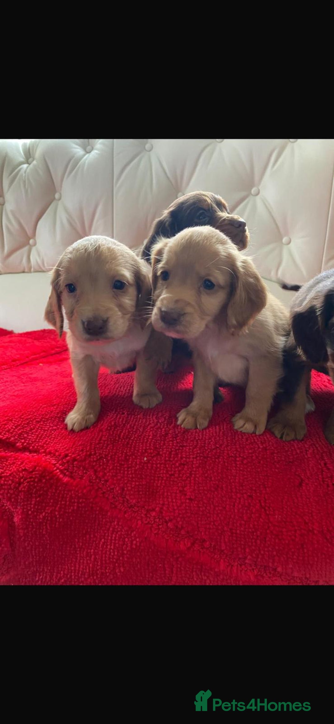 Cocker Spaniel dogs for sale: Beautiful litter of cocker spaniel puppys - Advert 15