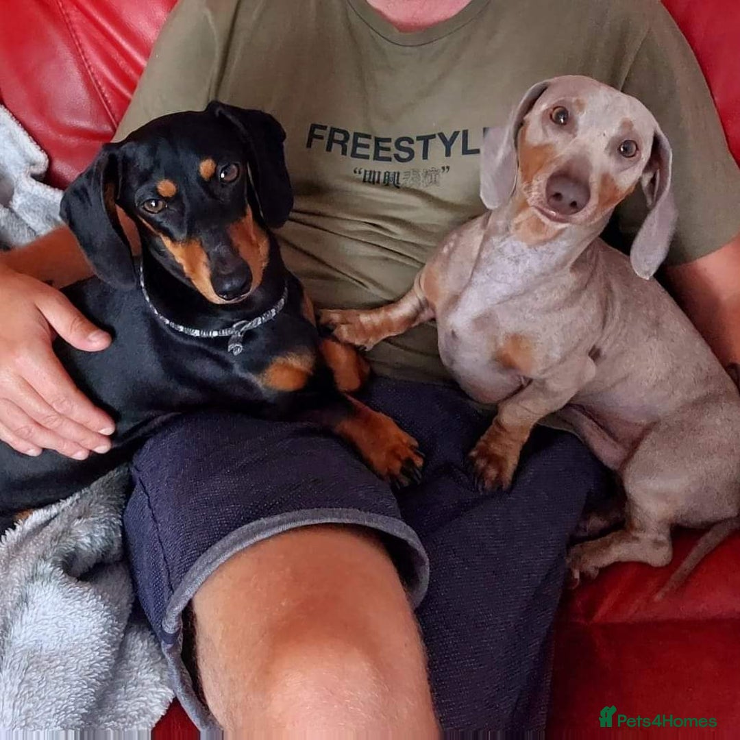 Miniature Dachshund dogs for stud: Daschund Stud KC Prince ♥️ in Liverpool - Image 2