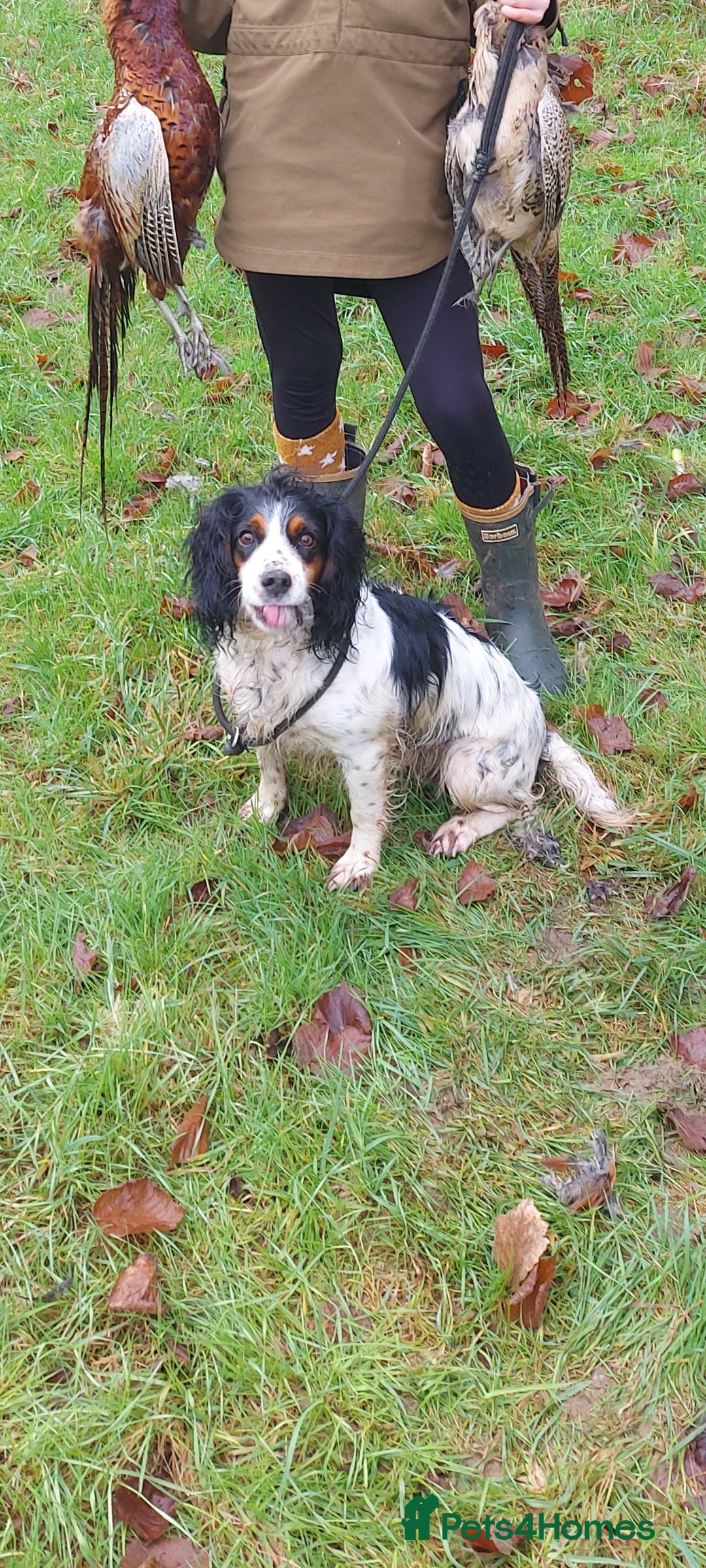 Cocker Spaniel dogs for sale: KC Registered Working Cocker Puppies  - Advert 2