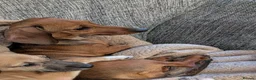 Miniature Dachshund dogs for sale: Minture dachshund to rehome in Great Yarmouth - Advert 2