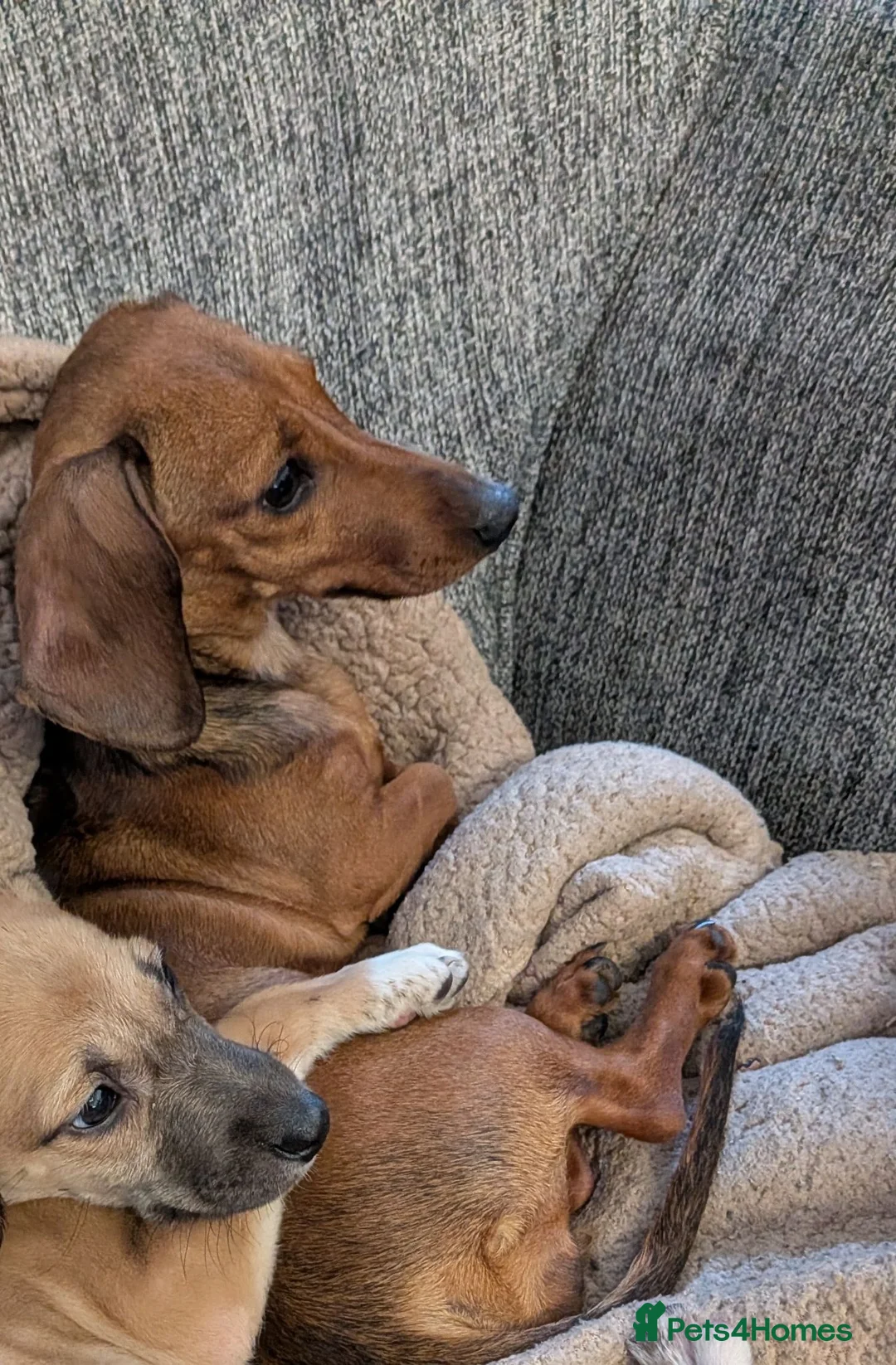 Miniature Dachshund dogs for sale: Minture dachshund to rehome in Great Yarmouth - Advert 2