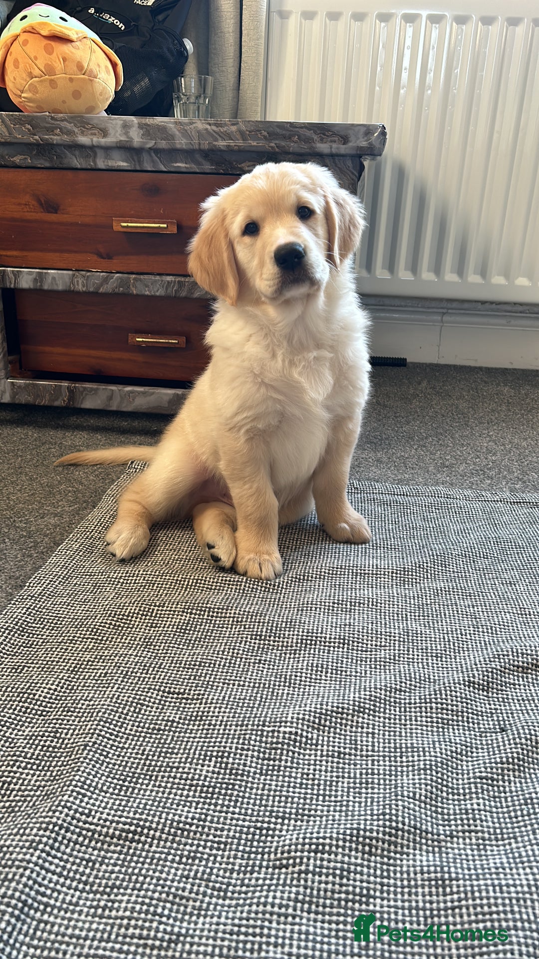 Golden Retriever dogs for sale: Golden retriever puppies  - Image 19