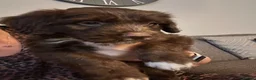 Mixed Breed dogs for sale: 1 left Borderpoo Border collie + cockapoo puppies - Advert 7