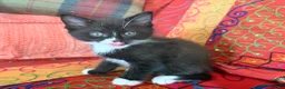 Mixed Breed cats for sale: GORGEOUS MAINE COON X PERSIAN KITTENS  - Advert 7