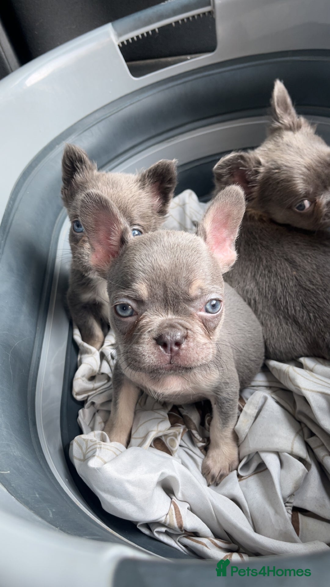 French Bulldog dogs for sale: Quality health clear fluffy French bulldogs  - Image 16