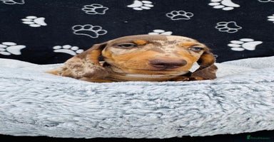 Miniature Dachshund dogs - Advert 15