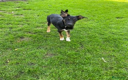 Mixed Breed dogs for adoption: 💙🐶 BAX 🐶💙 - Image 2