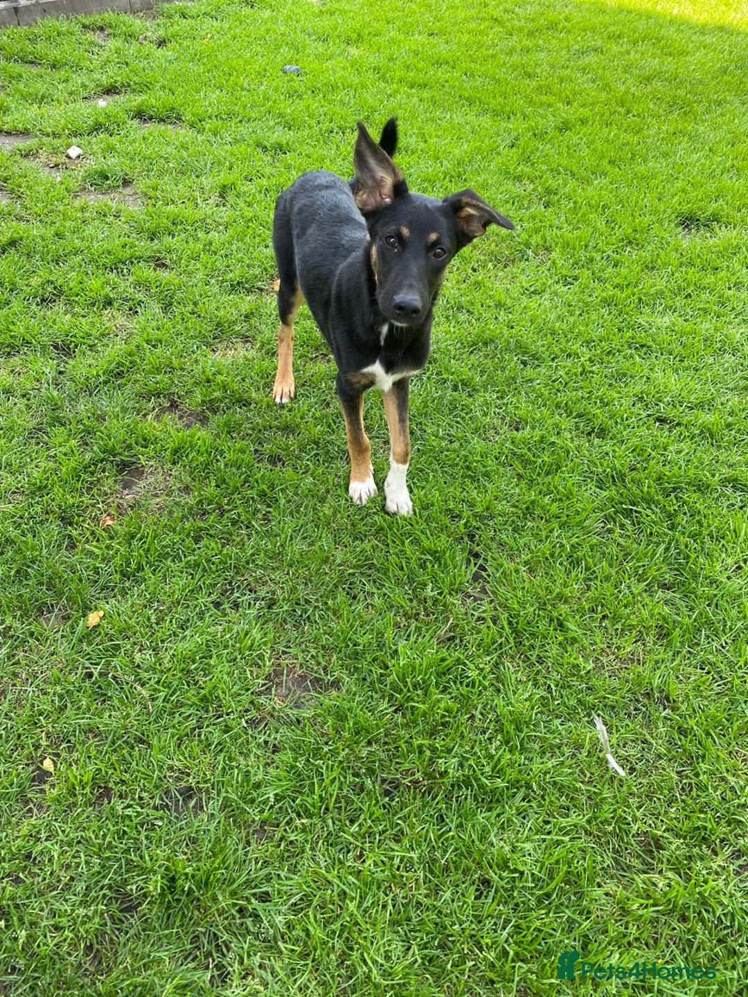 Mixed Breed dogs for adoption: 💙🐶 BAX 🐶💙 - Image 2