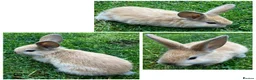 Dwarf Lop rabbits for sale: Nine Baby Dwarf Lops - Advert 2