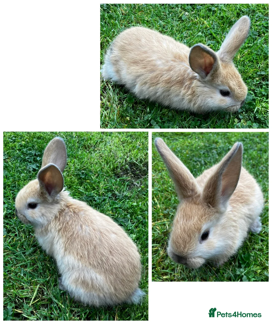 Dwarf Lop rabbits for sale: Nine Baby Dwarf Lops - Advert 2