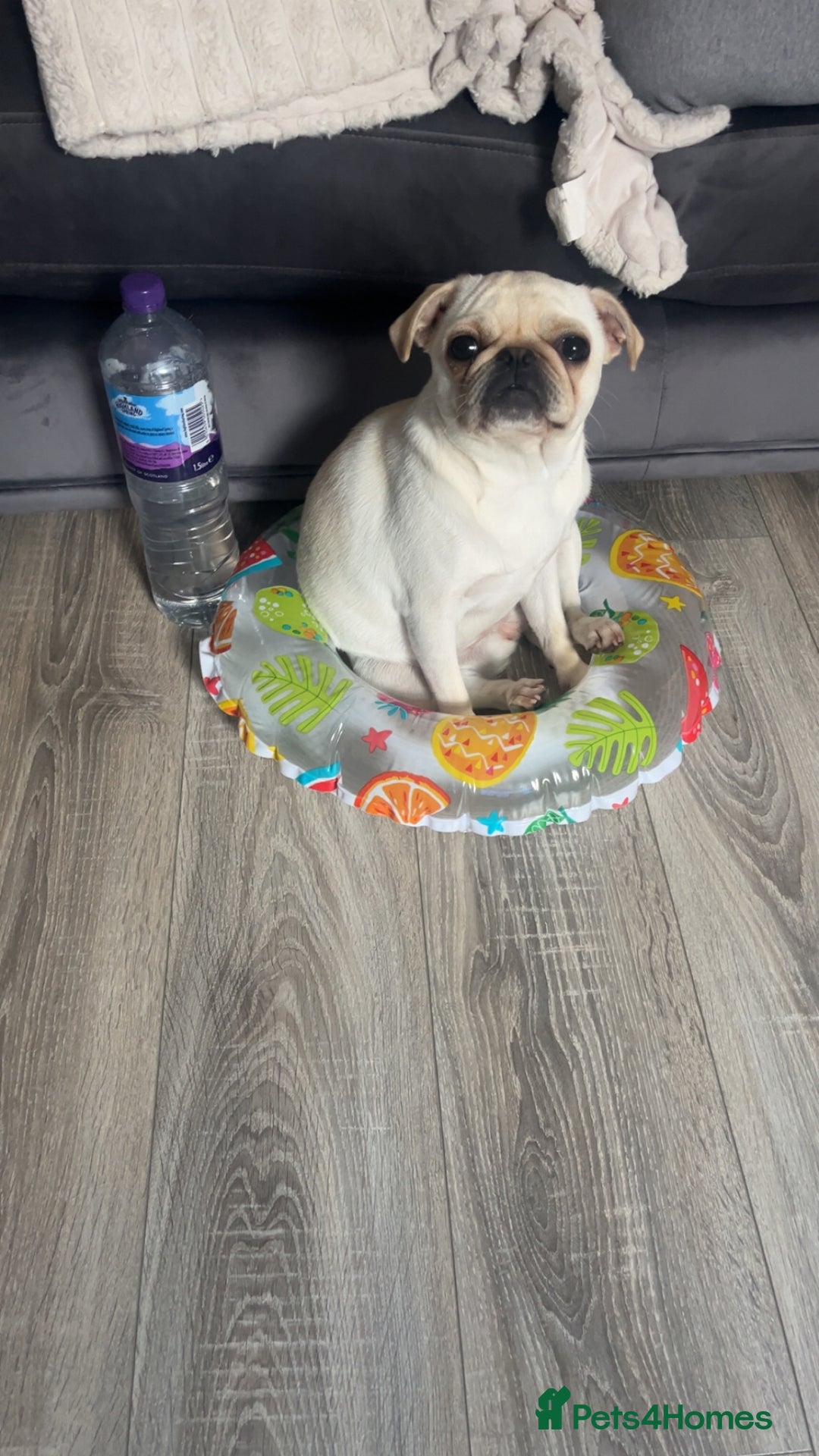 Pug dogs for sale: Rehoming our beautiful girl Bella :(  - Image 6