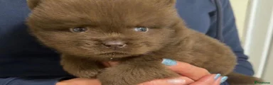 Chow Chow 3