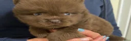 Chow Chow dogs for sale: Adorable 1 boy & 6 girls Chow Chow Puppies in Clydebank - Advert 3