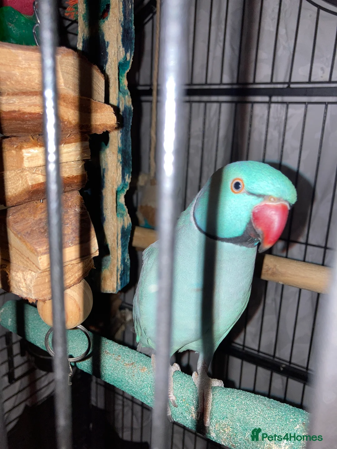 Parakeets birds for sale: 6 year old male Indian Ringneck - Advert 1