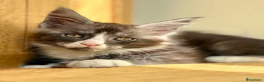 Maine Coon 2