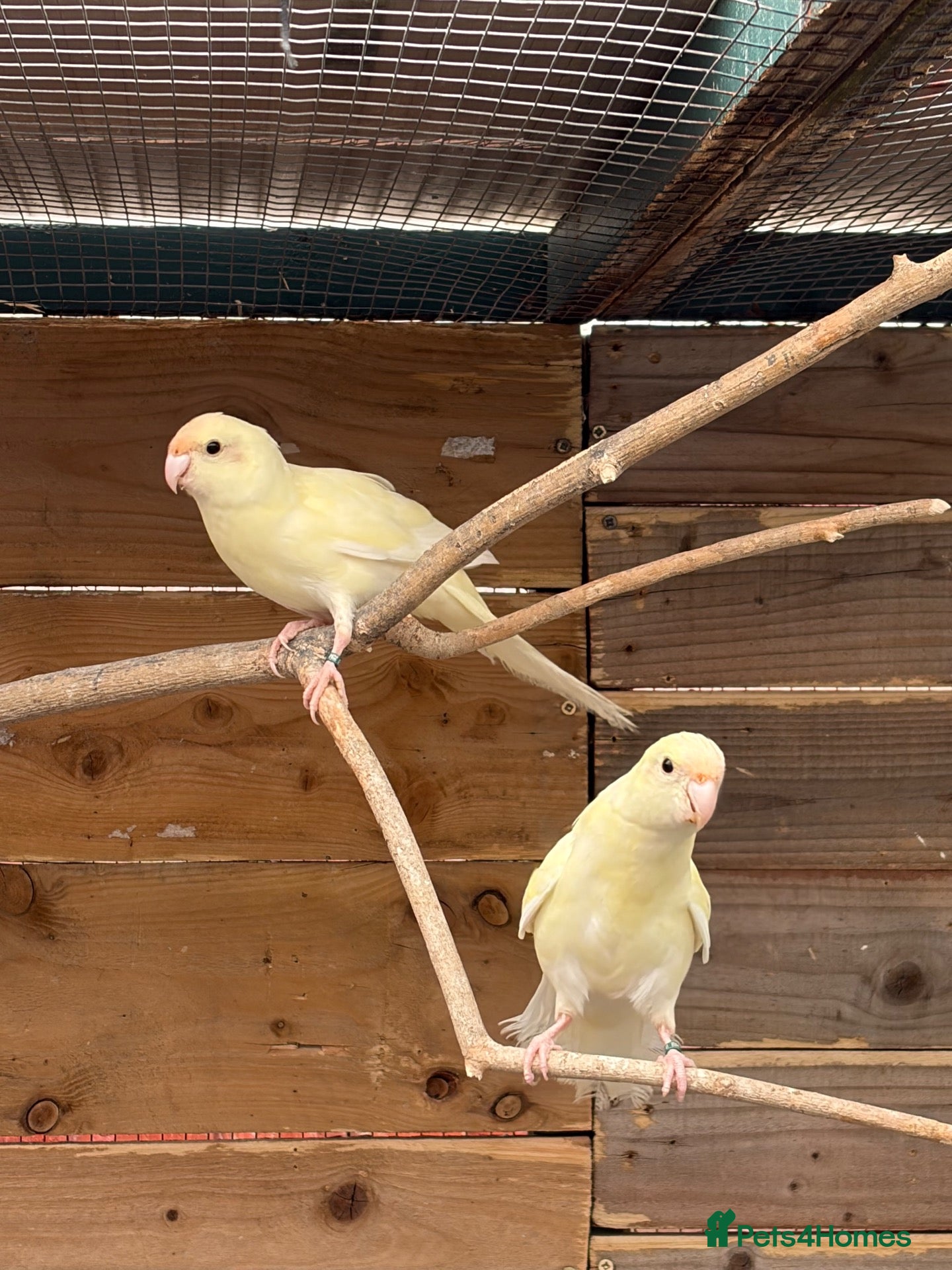 Parakeets birds Young colony of kakarikis  - Advert 2