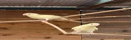 Parakeets birds for sale: Young colony of kakarikis  - Advert 2