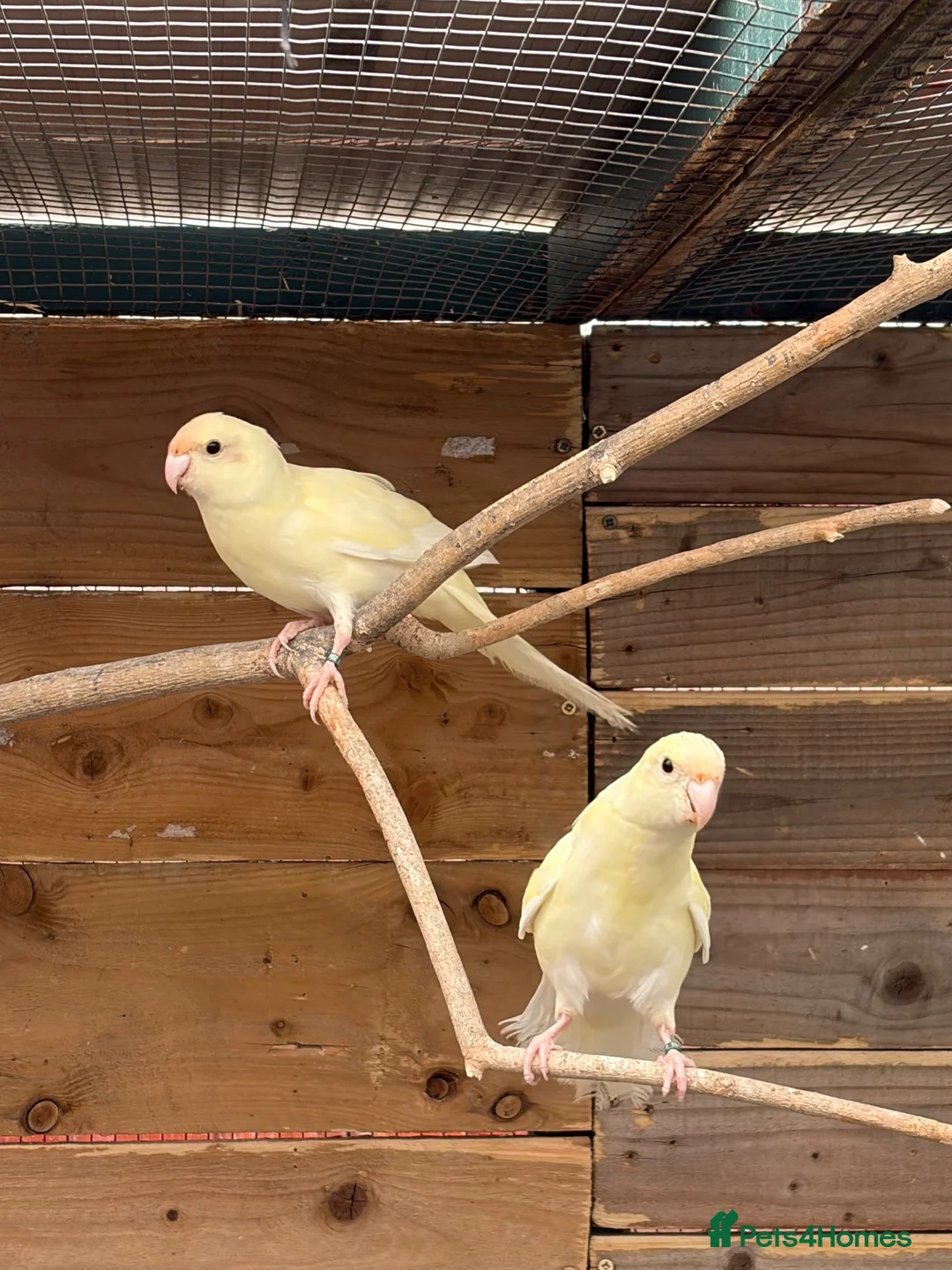 Parakeets birds for sale: Young colony of kakarikis  - Advert 2
