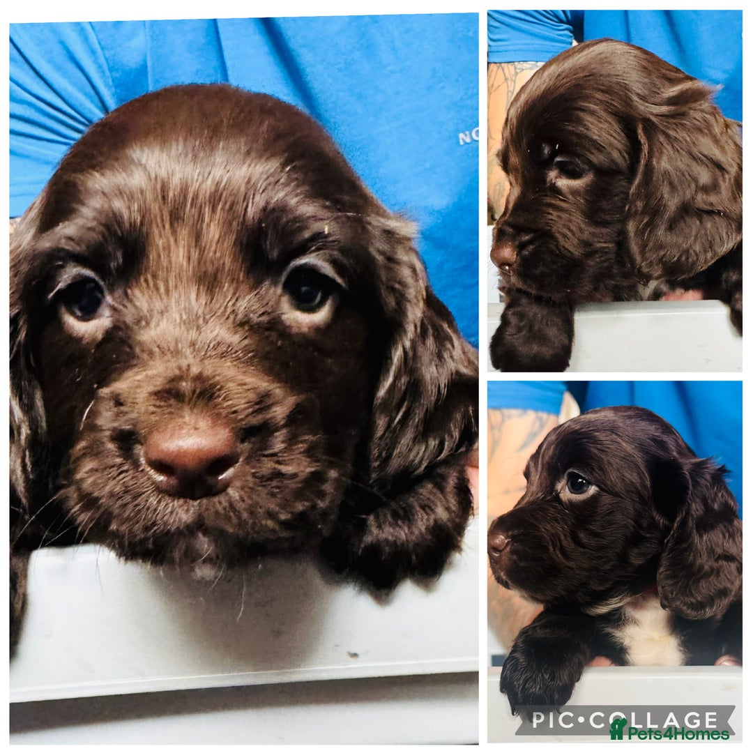 Sprocker dogs for sale: Sprocker Puppies - Image 18