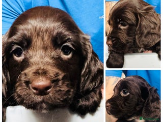 Sprocker dogs - Advert 27