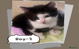 Himalayan cats for sale: Himalayan x Maine Coon Kittens – Ready Soon! - Image 5
