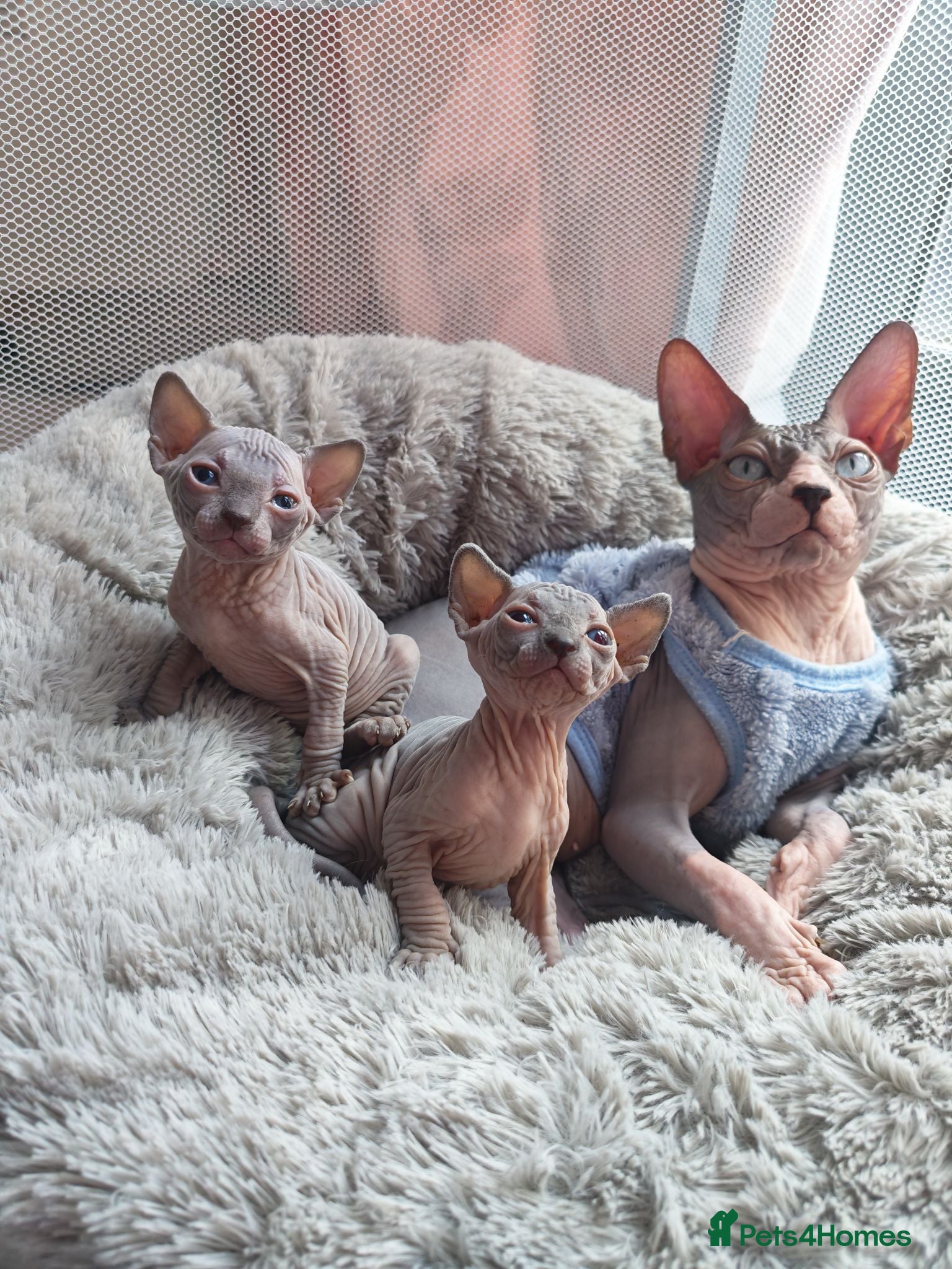 Mixed Breed cats 🐾READY NOW🐾 SPHYNX X RAGDOLL KITTENS 2 LEFT  - Advert 11