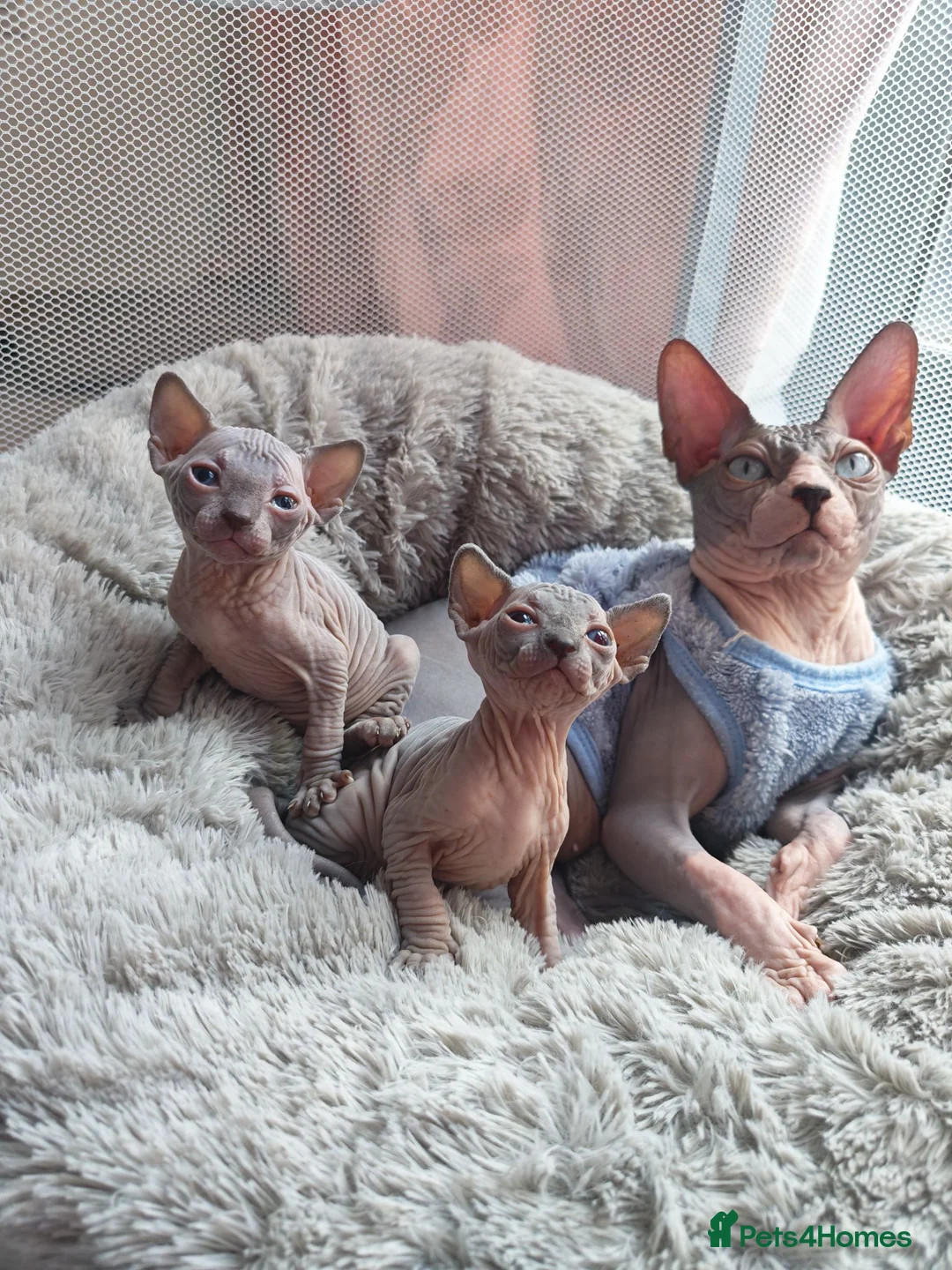 Mixed Breed cats for sale: 🐾READY NOW🐾 SPHYNX X RAGDOLL KITTENS 2 LEFT  - Advert 1