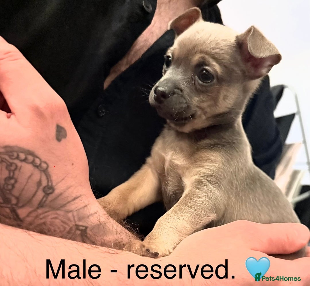 Mixed Breed dogs for sale: Beautiful hybrid Chihuahua puppy’s.  - Advert 8