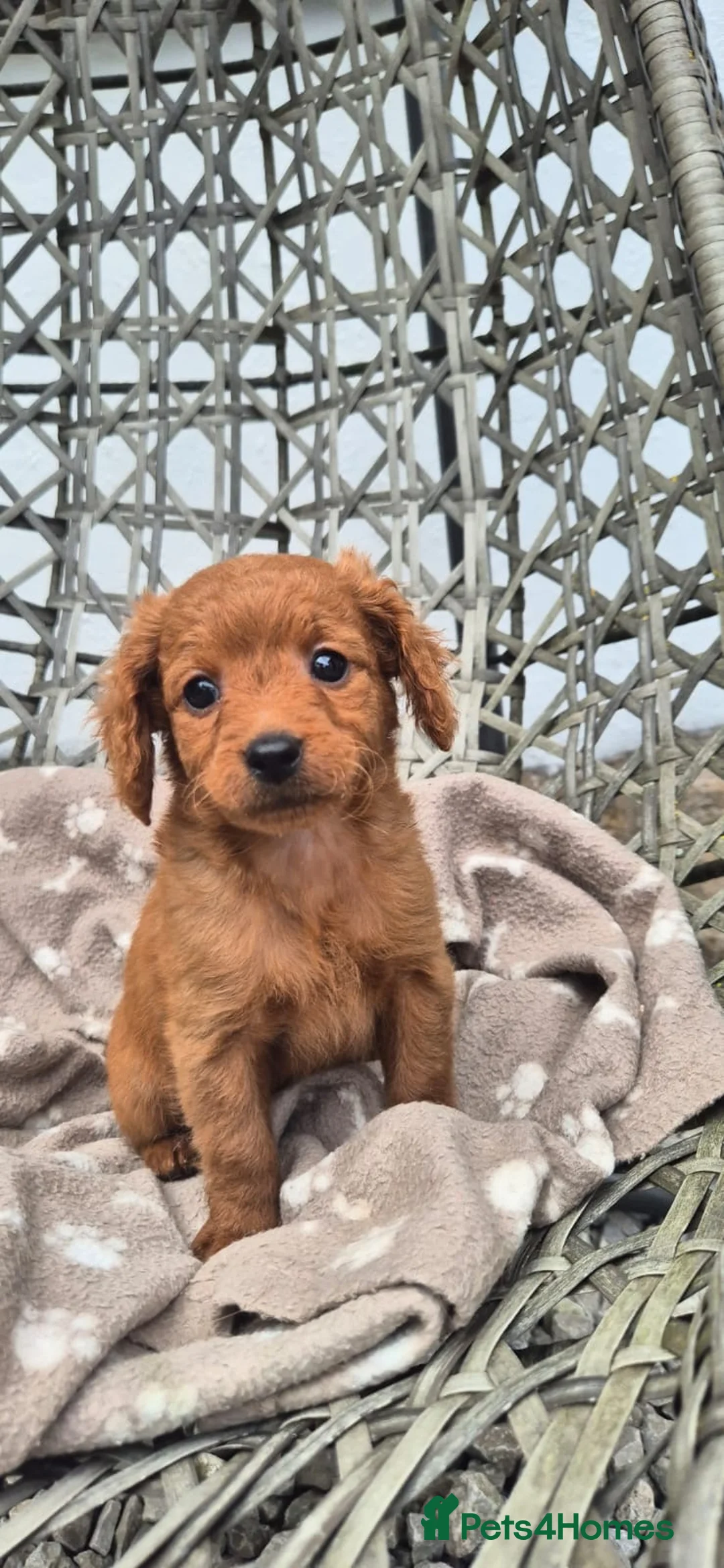 Mini Goldendoodle dogs for sale: Mini goldendoodle  - Advert 23