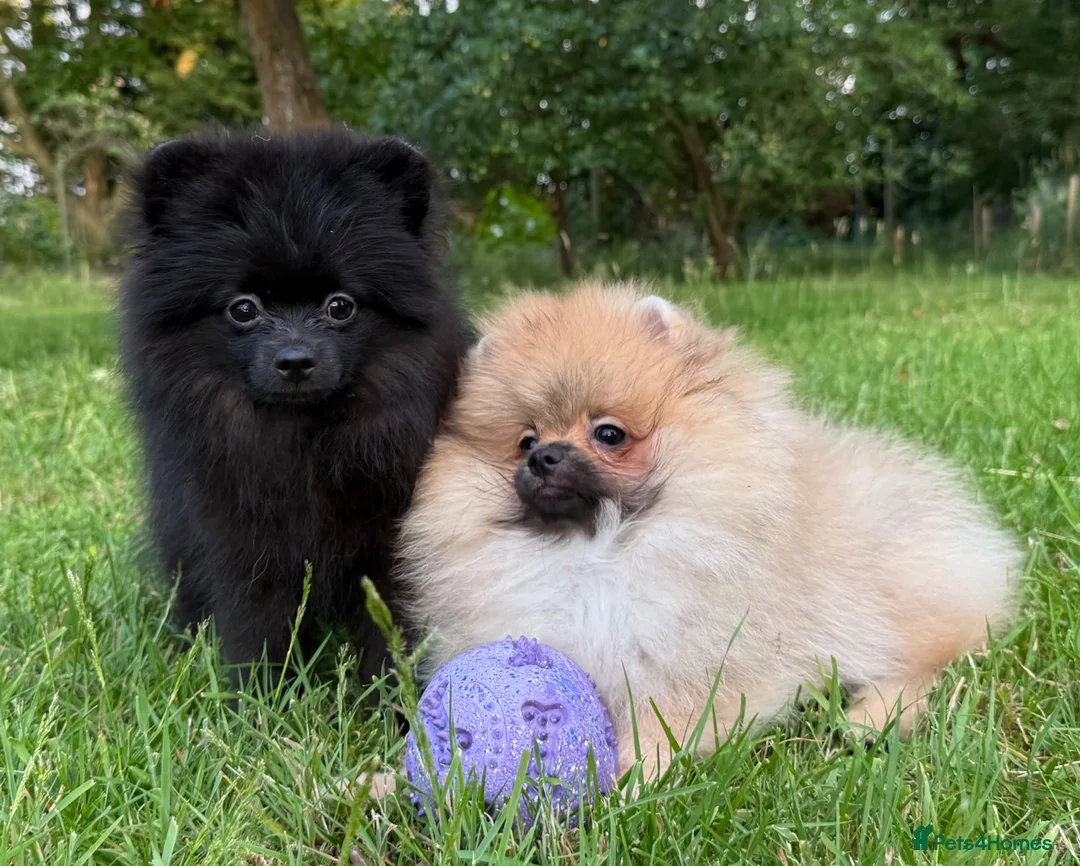Pomeranian dogs for sale:  Teddy Bear Pomeranian Puppies - Advert 1
