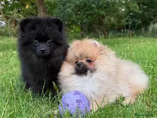 Pomeranian dogs Teddy Bear Pomeranian Puppies - Advert 4