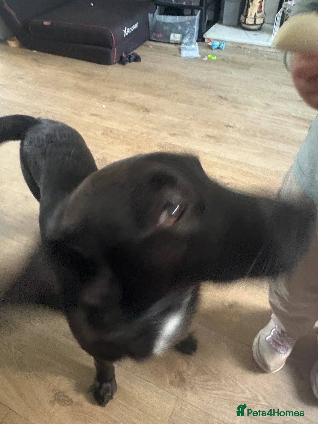 Mixed Breed dogs for sale: Lovely 18 month mixed breed  - Advert 2