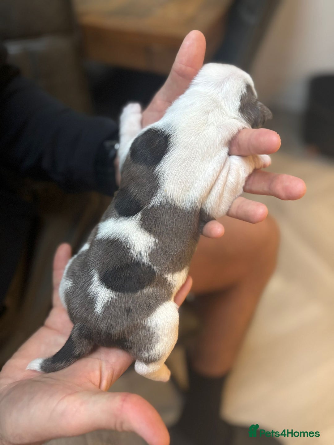 Mixed Breed dogs for sale: English Bulldog Staff Mix (Old Tyme Bulldog) - Image 2
