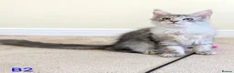 Maine Coon cats for sale: GCCF Shaded Maine Coon Kittens  - Advert 8