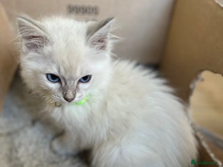 Ragdoll cats Tica male ragdoll kittens - Advert 3