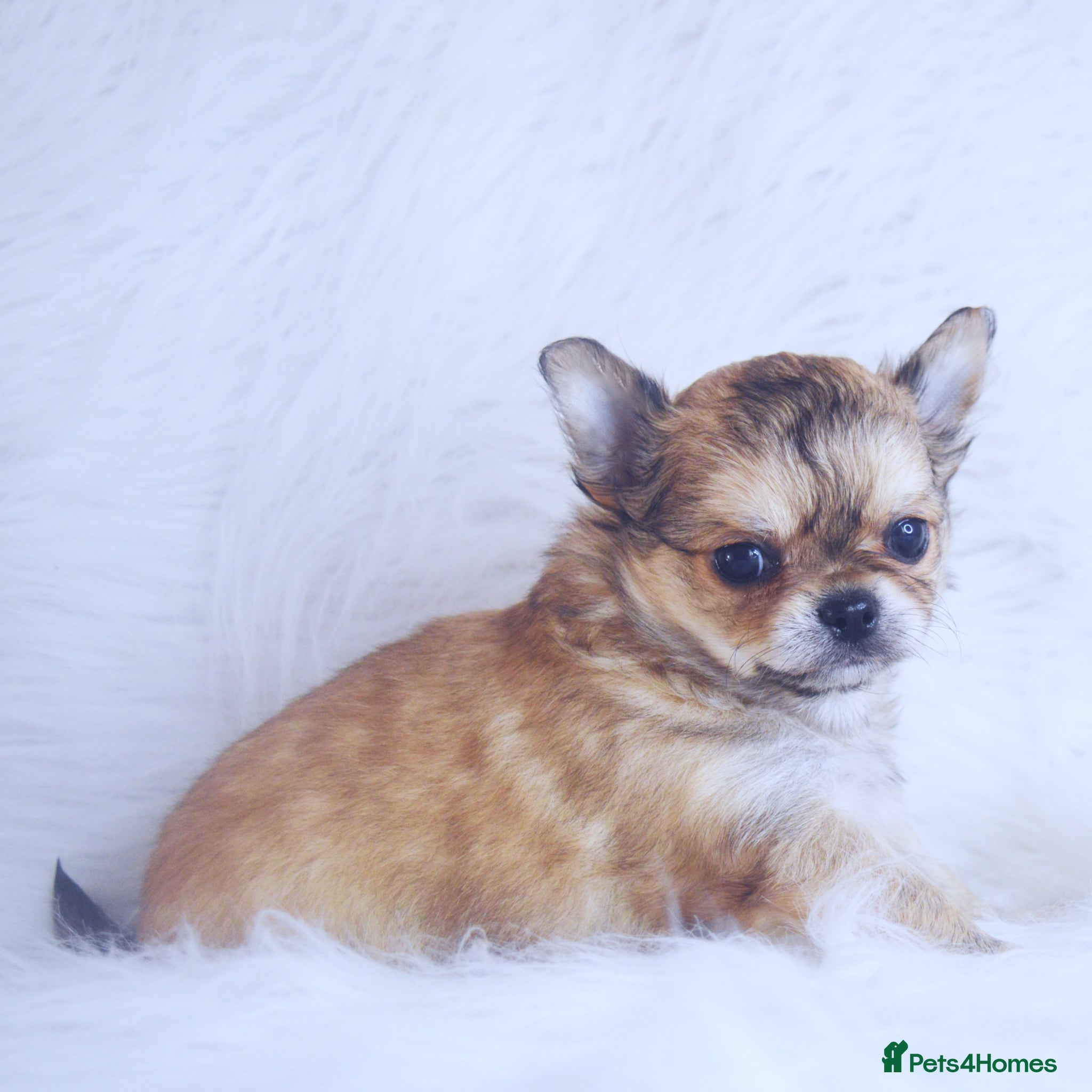 Chihuahua dogs KC REGISTERED CHIHUAHUAS HEALTH TESTED  - Advert 2