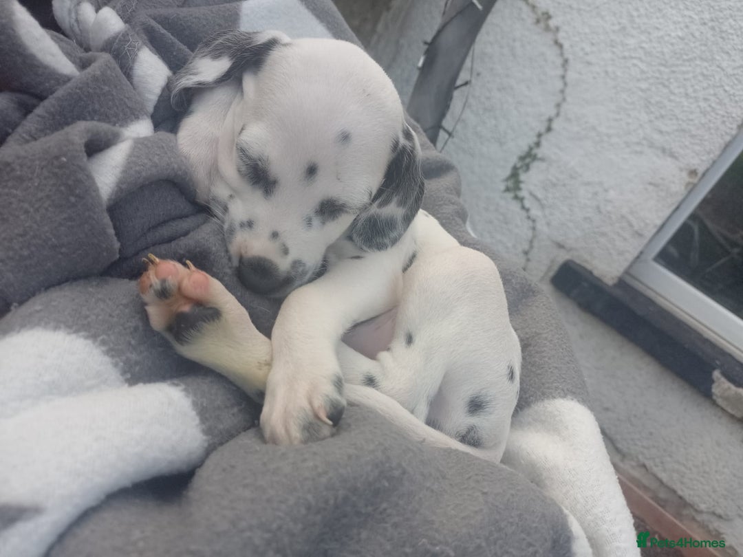 Dalmatian dogs for sale: Gorgeous dalmatian puppies  - Image 13