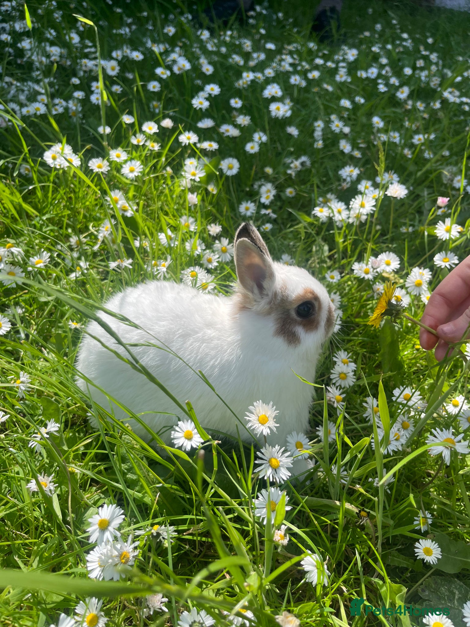 Netherland Dwarf rabbits for sale: Gorgeous Netherland dwarf girl  - Advert 3